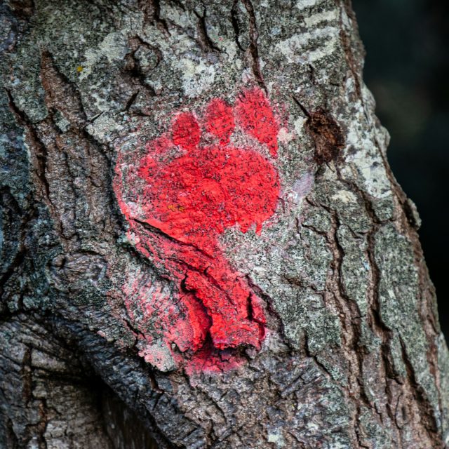 https://beer-please.com/wp-content/uploads/2026/07/grant-durr-UjPcCsVhlfc-unsplash-640x640.jpg
